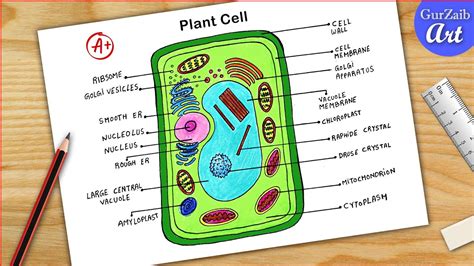 Plant Cell Diagram Drawing Cbse Easy Way Labeled Science Projects