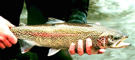 Maybe you would like to learn more about one of these? Fishing | Seven Springs Cabin Rentals | Claycomb Chalets