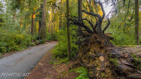 Check spelling or type a new query. Jedediah Smith Redwoods State Park Campground 20 | ProArtInc