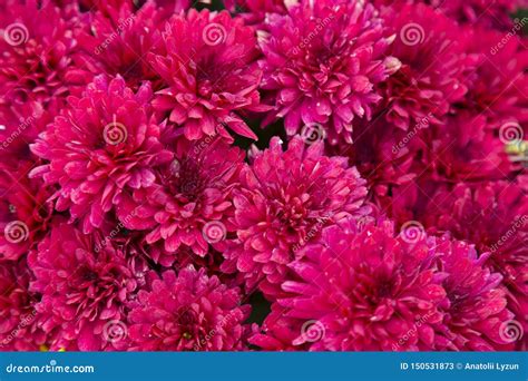 Flowering Red Garden Chrysanthemums Abstract Background Stock Image