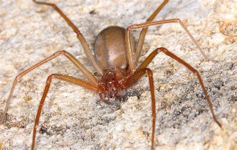 How To Tell If The Spider In Your Tucson Home Is A Brown Recluse Pest