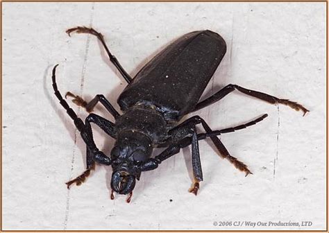 Also, it has no body pattern. Paloverde Root Borer (BIG Longhorn beetle)