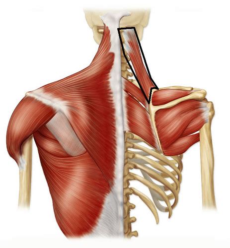Posterior Thorax Muscles Flashcards Quizlet
