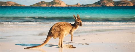 Les cinq personnes qui se trouvaient à son bord ont péri dans l'accident, selon les autorités. Vols pour Nouméa, Australie et Nouvelle-Zélande | Qantas FR