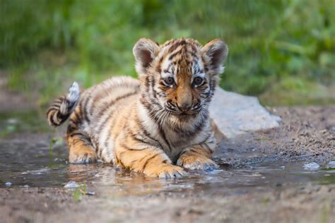 Tiger Cub Playing In The Water Hardcoreaww