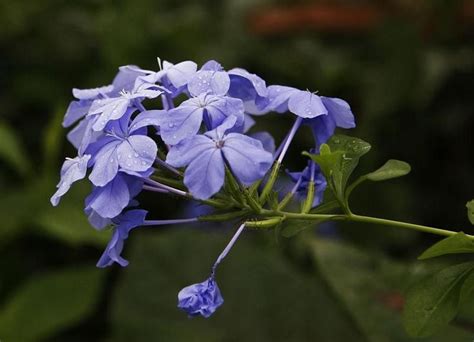 Never cut climbers all the way down as this. Plumbago_auriculata_Plumbago_Cape_Leadwort_Drought ...