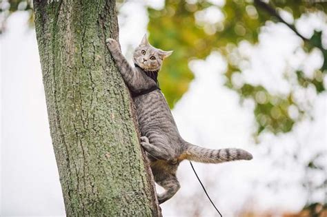 Can Cats Climb Down Trees