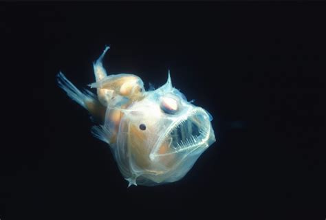 What Do Anglerfish Eat American Oceans