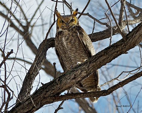 Horned Owl In Tree Photograph By Stephen Johnson Fine Art America