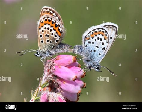 Male And Female Silver Studded Blue Butterflies Plebejus Argus Mating