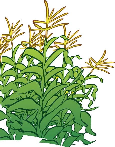 Cartoon Corn Stalk Free Download On Clipartmag