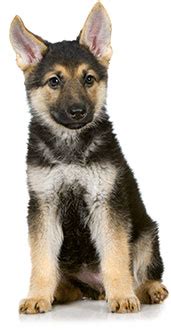 We did not find results for: ROYAL CANIN German Shepherd Puppy Dry Dog Food (Free ...