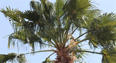 Learn More About Palm Trees Facts About The Sabal Palmetto