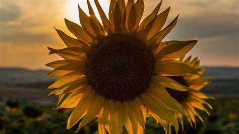 Download Wallpaper 1920x1080 Sunflower Sunset Field Sky