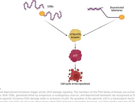 Fanconi Anemia And Dyskeratosis Congenitatelomere Biology Disorders