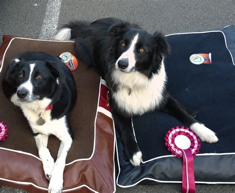 Border Collies Border Collie Fan Club