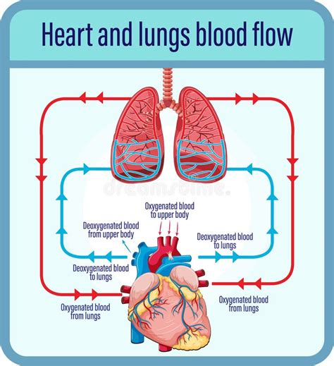 Diagrama Que Muestra El Flujo Sanguíneo Del Corazón Humano Ilustración