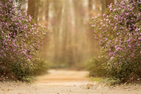 A Dirt Road Surrounded By Trees And Purple Flowers
