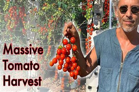 Massive Tomato Harvest On A Tower Garden Hortimedia