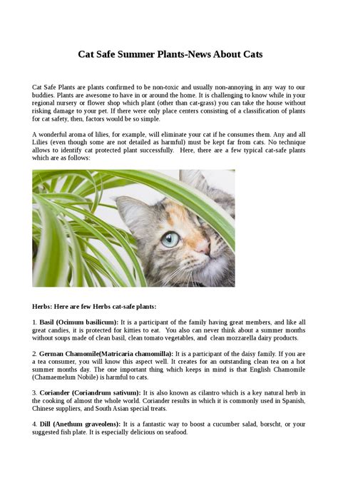 Cats often munch on plants and grasses as well, which can pose a health hazard if your indoor plants are toxic to cats. Information about Cat and Cat Safe Summer Plants by ...
