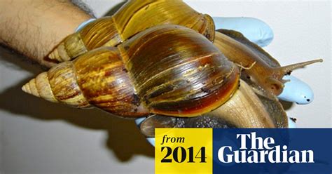 Hundreds Of Giant African Snails Seized In Us Wildlife The Guardian
