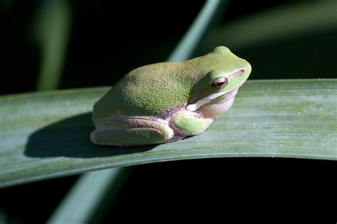 Eastern Dwarf Tree Frog From Sydney Nsw Australia On August 20 2016
