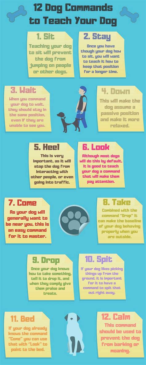 How Do I Teach My Dog Basic Commands