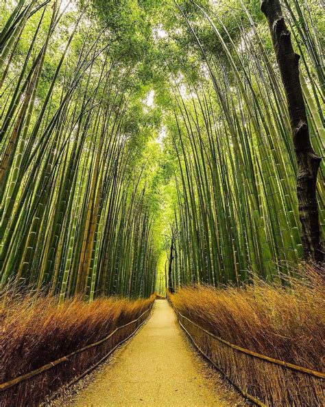 Sagano Bamboo Forest Arashiyama Kyoto Japan Japan Travel Tips