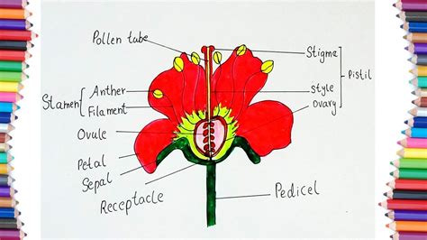Hibiscus Flower Diagram With Label Transborder Media