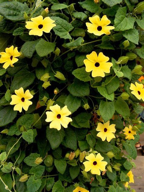 5 Gorgeous Climbing Vines Garden Vines Lawn And Garden Garden Plants