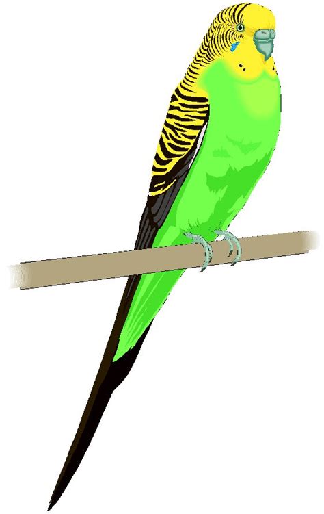 Budgerigar Parakeet Clipart 20 Free Cliparts Download Images On