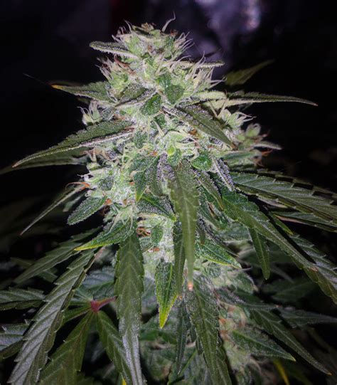 Check spelling or type a new query. Auto Gelato 33 feminized seeds for sale - Herbies