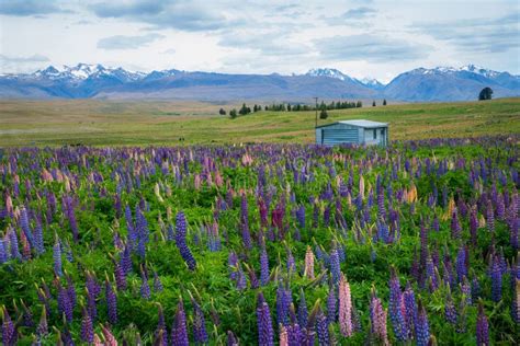 Landscape At Lake Tekapo Lupin Field In New Zealand Stock Photo Image
