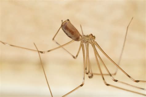 Evita a la araña de patas largas con la ayuda de EZSA