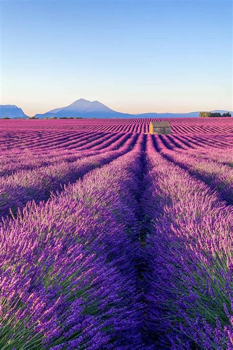 Complete Guide To Visiting The Lavender Fields In Provence France