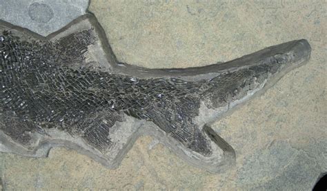 72 Permian Aged Fish Fossil Paramblypterus For Sale 6531