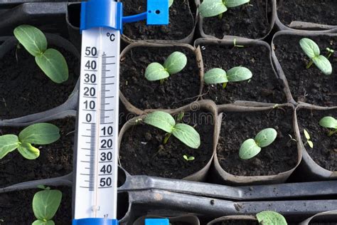Growing Cucumber Seedlings In The Greenhouse Stock Image Image Of