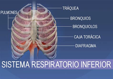 Sistema Respiratorio Aprenda Anatomía Respiratoria