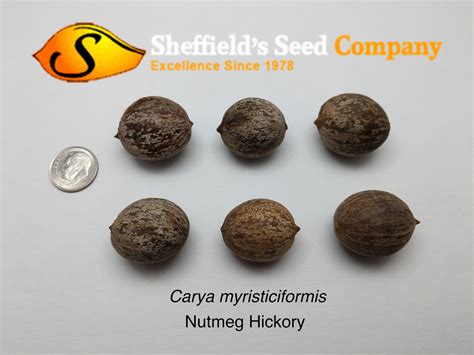 The tree has narrow, oval leaves and bears male or female yellow blossoms. Carya myristiciformis - Tree Seeds - Nutmeg Hickory ...