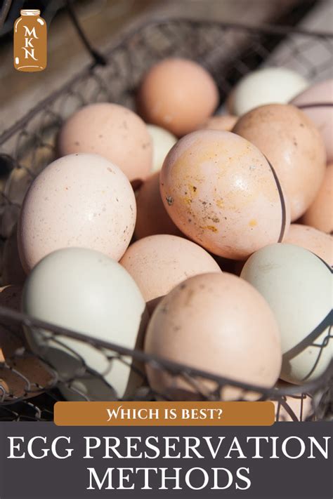 Storing And Preserving Eggs Farm Fresh Eggs Primer Melissa K Norris