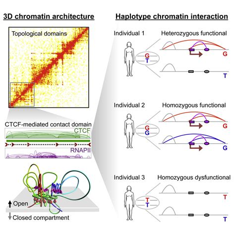 Ctcf Mediated Human 3d Genome Architecture Reveals Chromatin Topology
