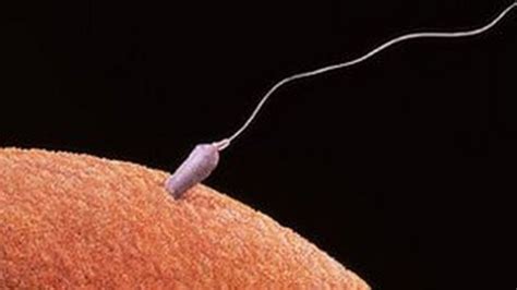 Fertility Trade Eggs Sperm And Rented Wombs Bbc News