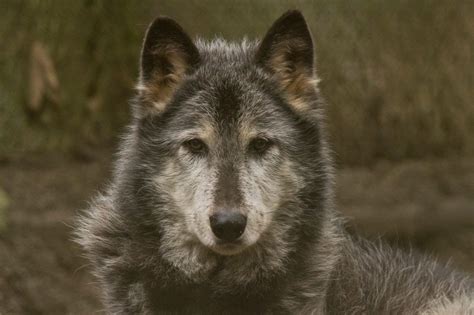 Gray Wolf | Wildlife Images Rehabilitation and Education Center