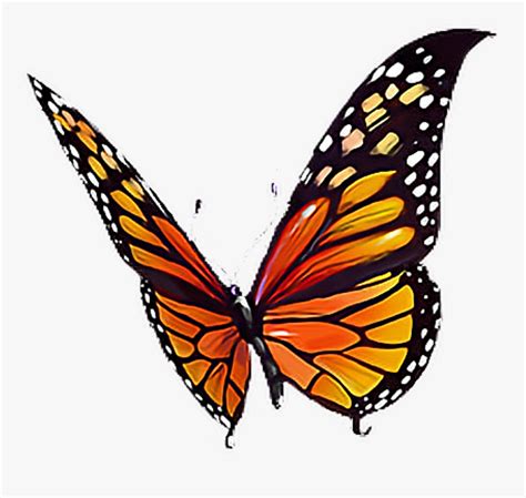 albums 105 wallpaper orange butterfly with black spots sharp 10 2023