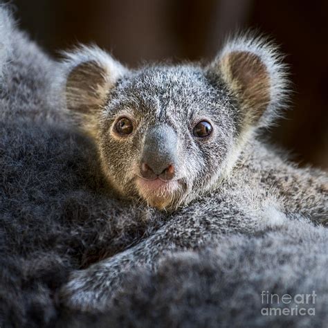 Up Close Koala Joey Photograph By Jamie Pham