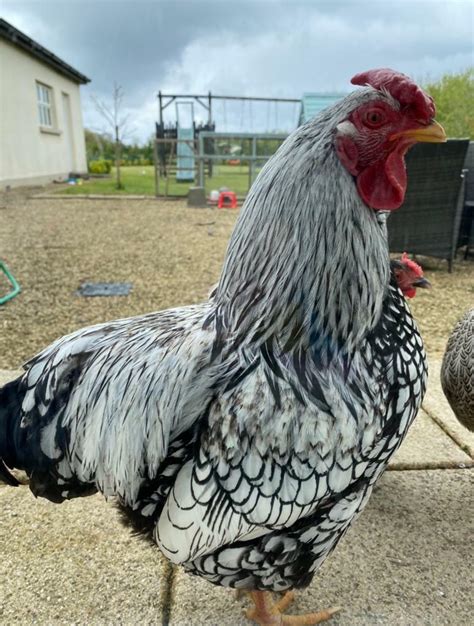 Free Silver Laced Wyandotte Bantam Rooster 6 Months Old Hen In
