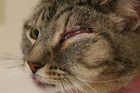 If your cat doesn't improve rapidly and you think an underlying medical. Tooth Root Abscess | Kitty presented for swelling ventral ...