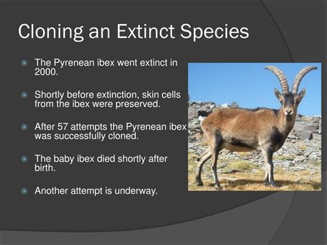 Ppt Cloning Endangered Or Extinct Species Powerpoint Presentation