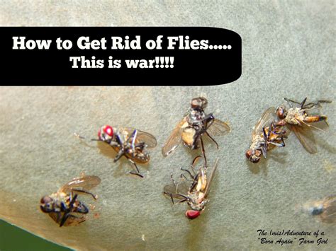 Get rid of standing water, as many fly species breed and feed on it. How to Get Rid of Flies... This is War!!! - The (mis ...
