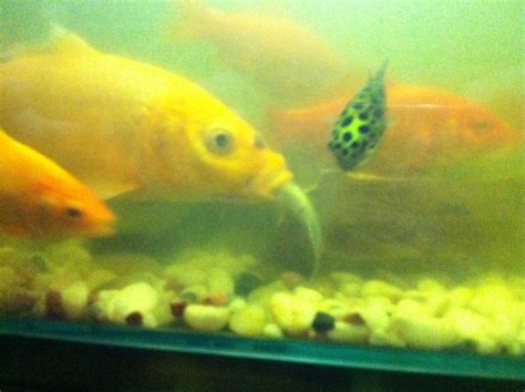Killer Fish Carnivorous Goldfish Eating Another Fish At